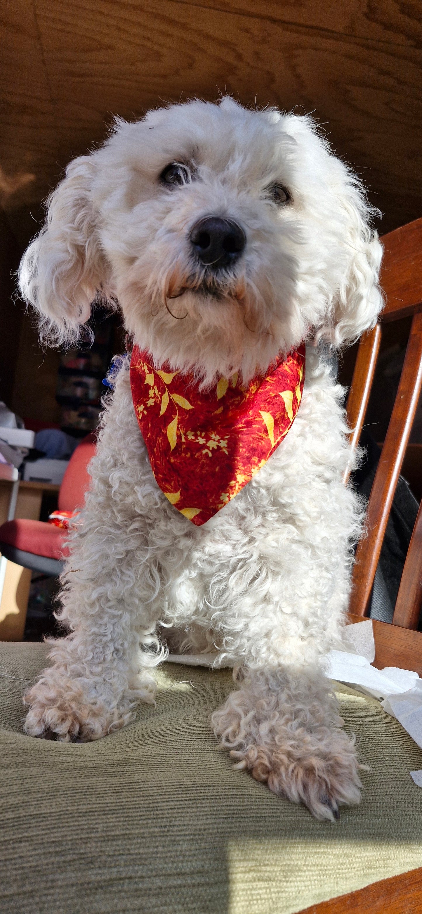 Doggy Bandanas