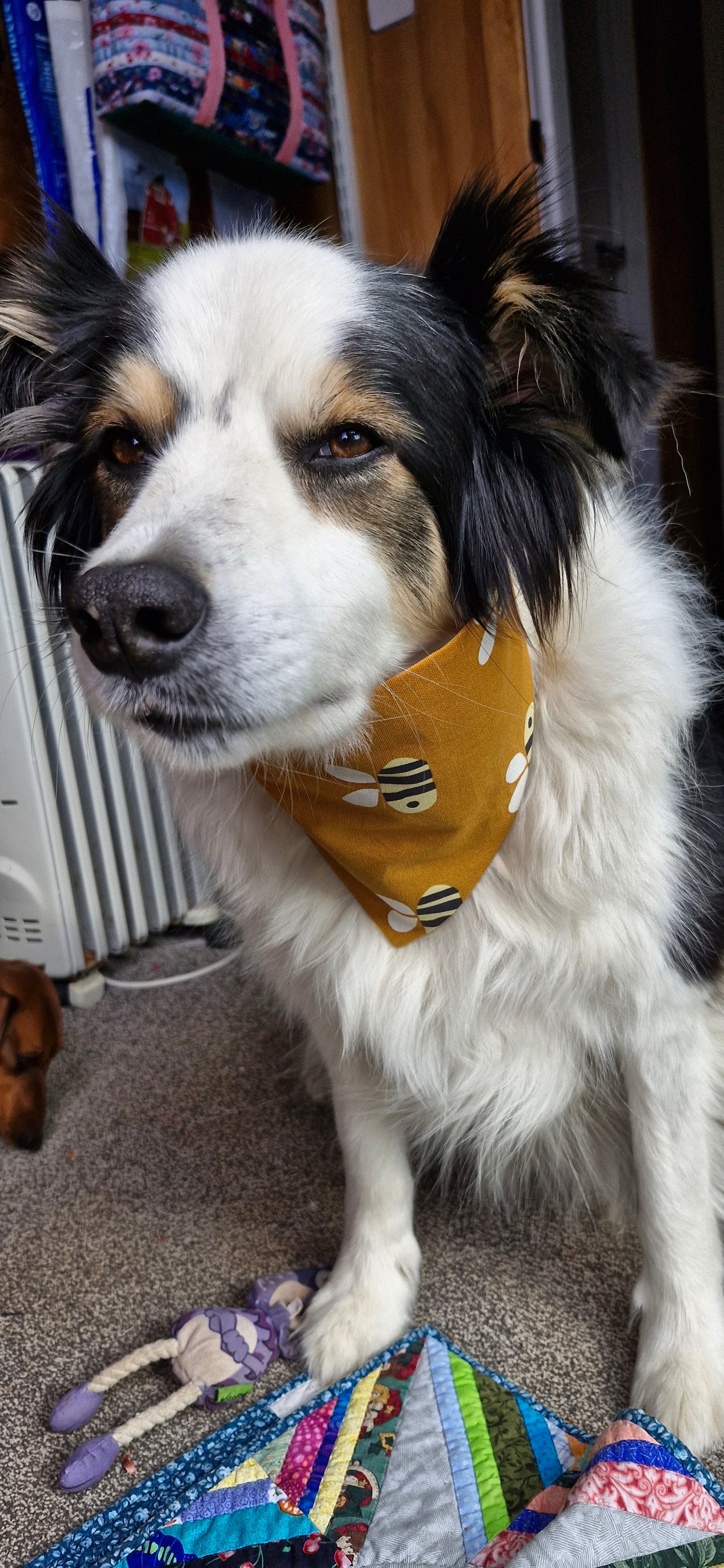 Doggy Bandanas