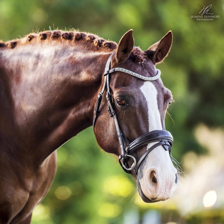 Luminere Equestrian Bridles - "Anastasia"
