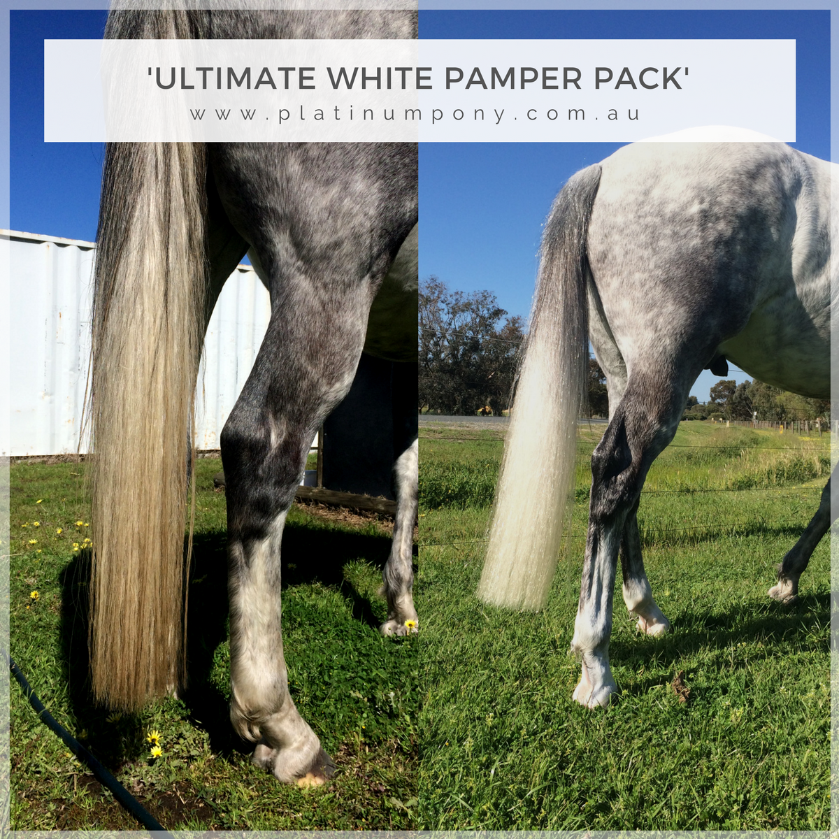 Platinum Pony - Ultimate White Pamper Pack